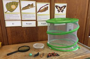 Neugrabener Schmetterlings-Forscher