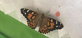 Projekt Schmetterling Katholische Schule Neugraben